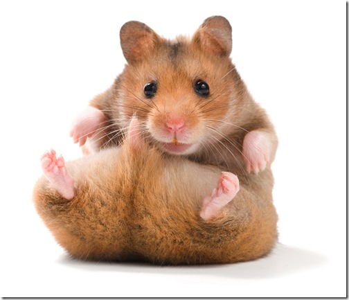 hamster grande imagen (11)