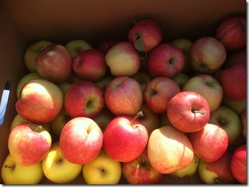 HR Apple Harvest