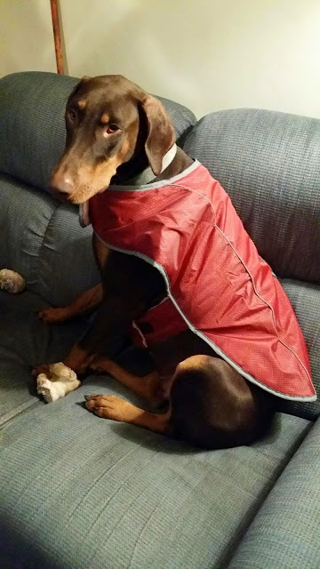 Sonjia's new coat (Cell photo by Trisha)
