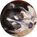 Ace The Dog