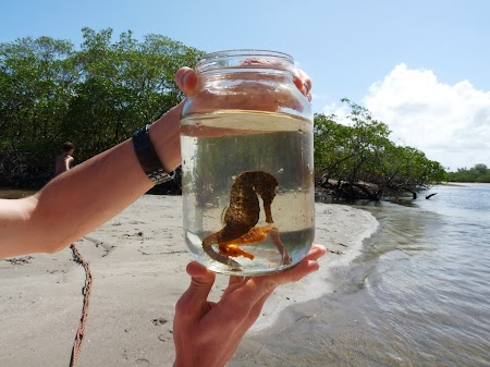 Calutii de mare, un mascul si o femela
