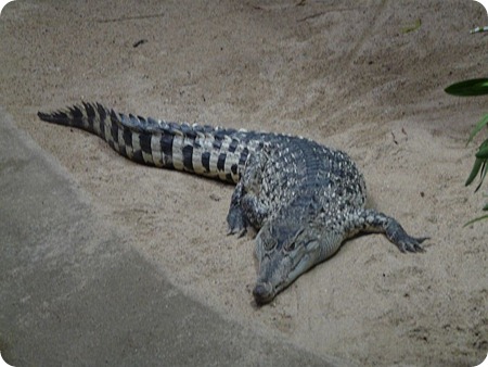 Crocodylus novaeguineae6