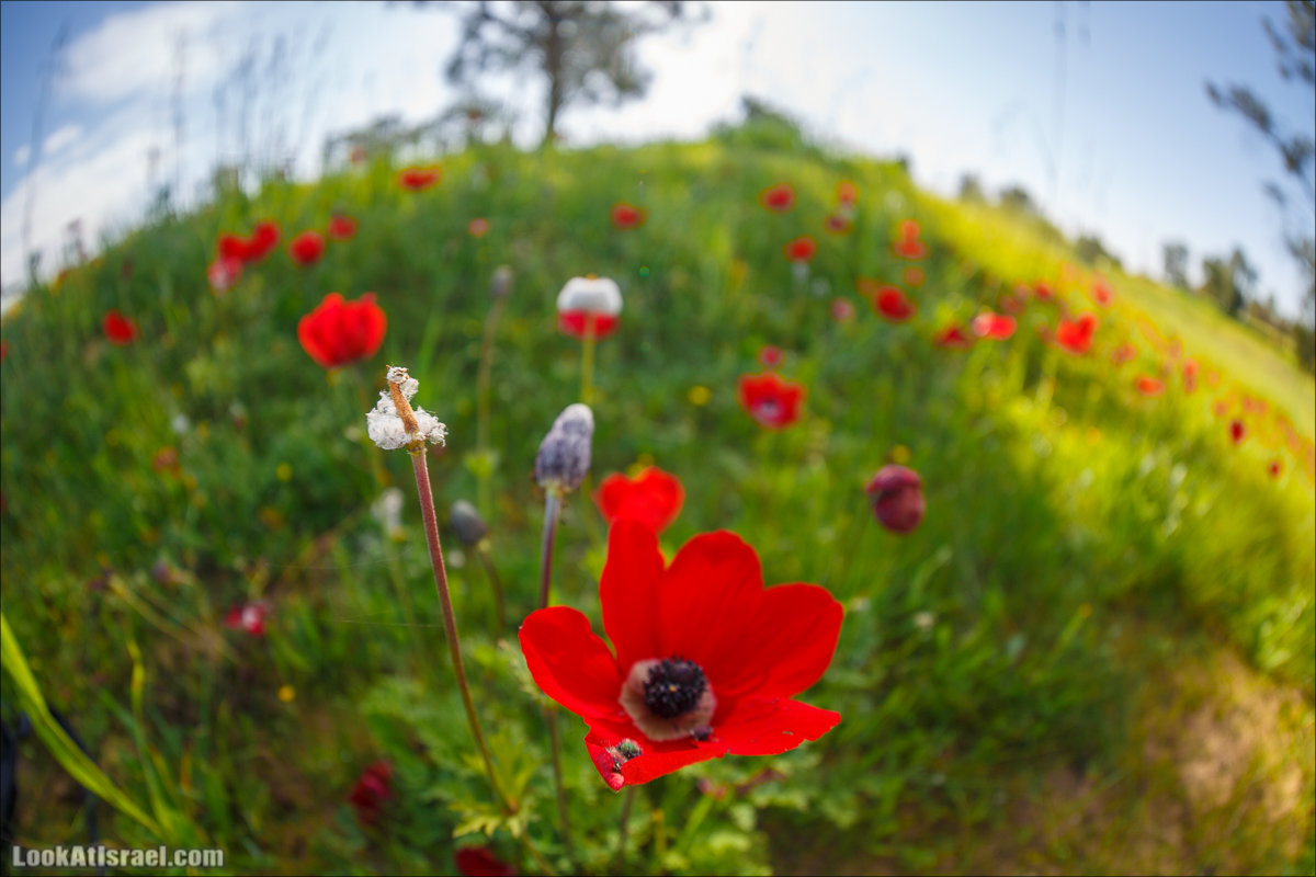Анемоны (каланиет) пустыни Негев - Фестиваль Даром Адом в LookAtIsrael.com - Фото путешествия по Израилю | Red South festival of anemones in Negev | דרום אדום - קלניות בבארי