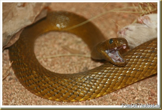 Inland Taipan Inland Taipan