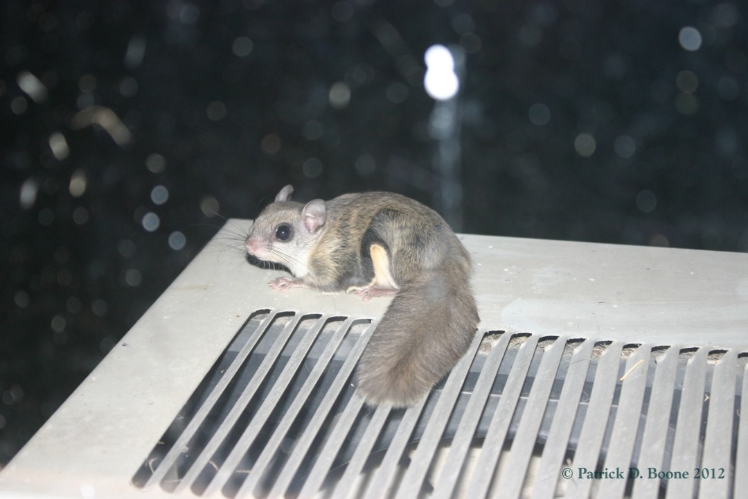 [Flying-Squirrel-on-Air-Conditioner5%255B1%255D.jpg]