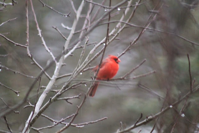 [cardinal-0063.jpg]