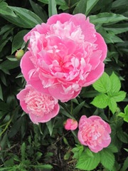 Spring 2012 dads pink double peonies w ant3