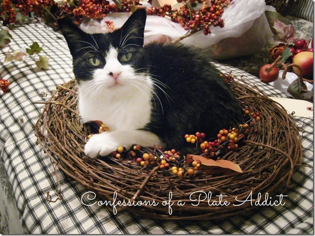 CONFESSIONS OF A PLATE ADDICT Kitty Decorates for Fall CONFESSIONS OF A PLATE ADDICT Kitty Decorates for Fall
