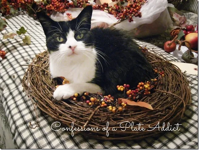 CONFESSIONS OF A PLATE ADDICT Kitty Decorates for Fall
