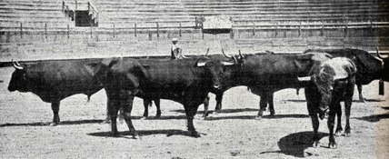 1902-12-21 (p. 1903-01-29 SyS) Toros de Carreros en Mexico 001