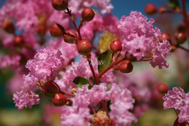 [C%25C3%25A9u%2520de%2520Ver%25C3%25A3o142%255B10%255D.jpg]