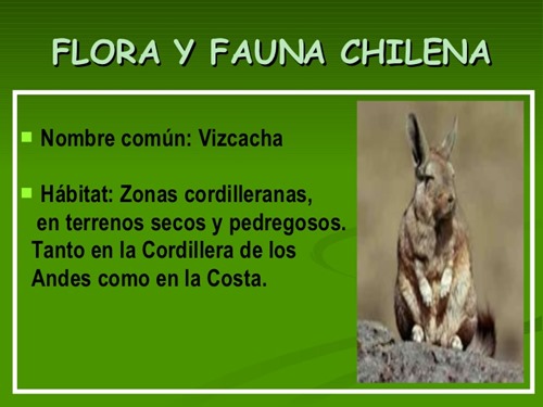 flora y fauna chilena (13)