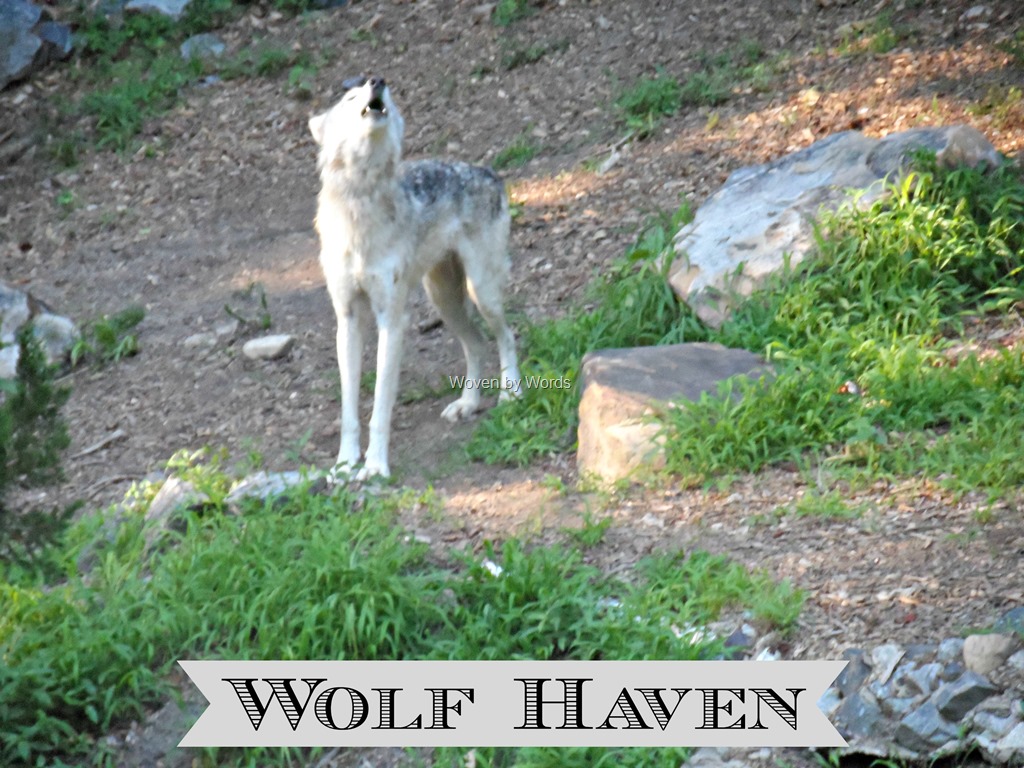 [Wolf-Haven8.jpg]