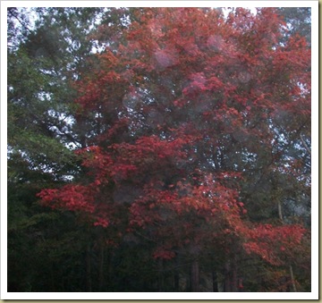 red maple in fog