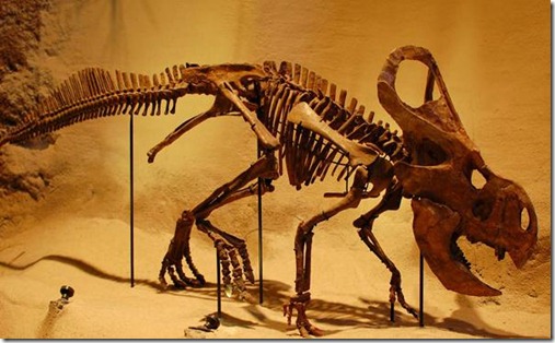 fosilesdinosaurios03