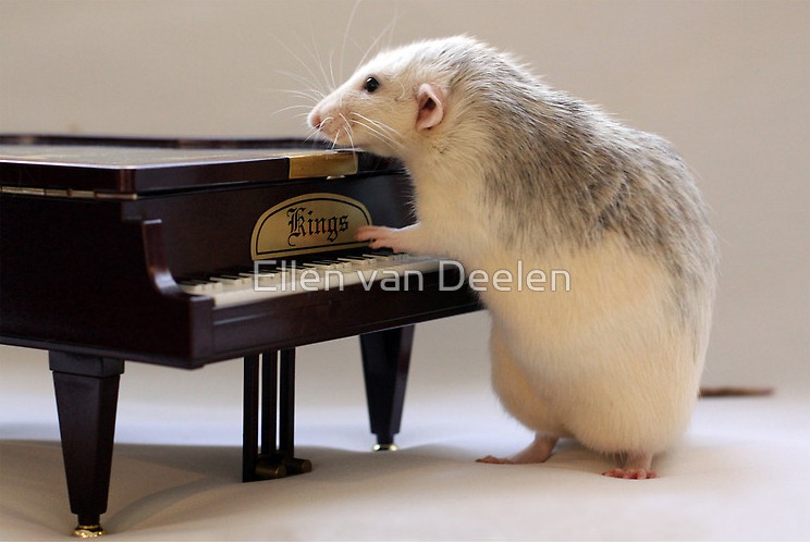 rat-musicians-003