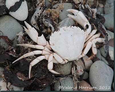 20-crab