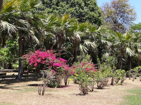 Obiective turistice Mauritius: Gradina botanica Pamplemousse