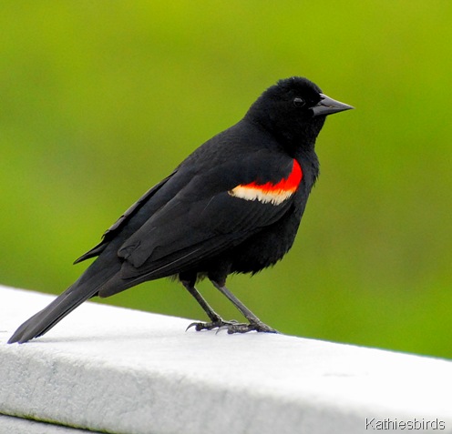 red-winged blackbird-kathiesbirds