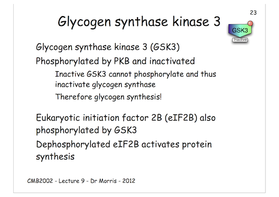 gsk3.png Gsk3