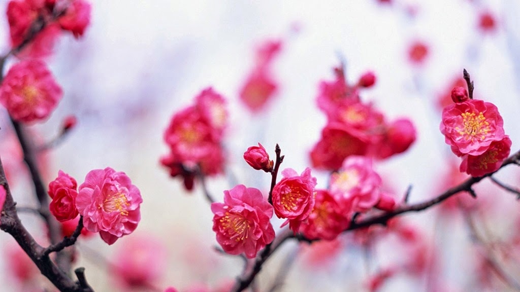 [japan_cherry_blossoms_flowers_spring_season_pink_1600x900_14146%255B7%255D.jpg]