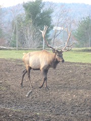 11.2011 Maine Elk farm lge male elk