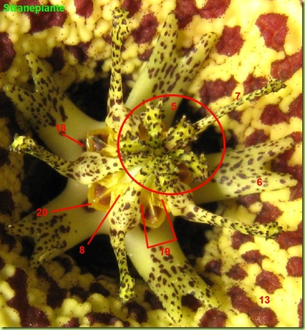 orbea variegata centro fiore macro numeri