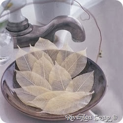 Soap leaves