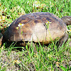 Gopher Tortoise