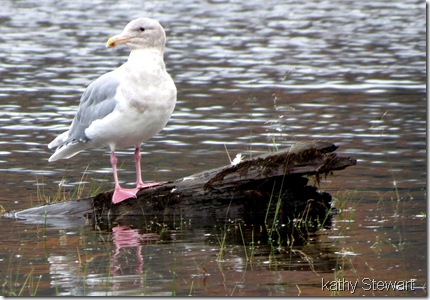 Glaucous-wing Gull