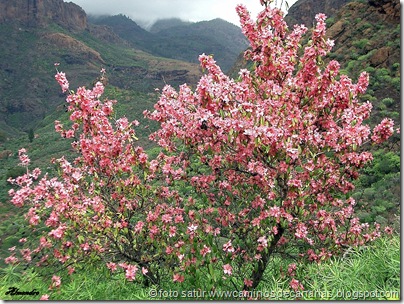 0039 Orilla Agüimes(Almendro) 0039 Orilla Agüimes(Almendro)