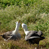 Galapagos or Waved Albatross (courtship)