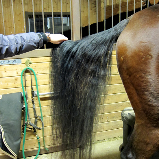 Gathering Hair for horsehair jewelry