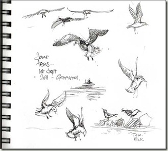 terns grafham sept 1 terns grafham sept 1