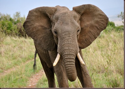 Amazing Animals Pictures Elephant (10)