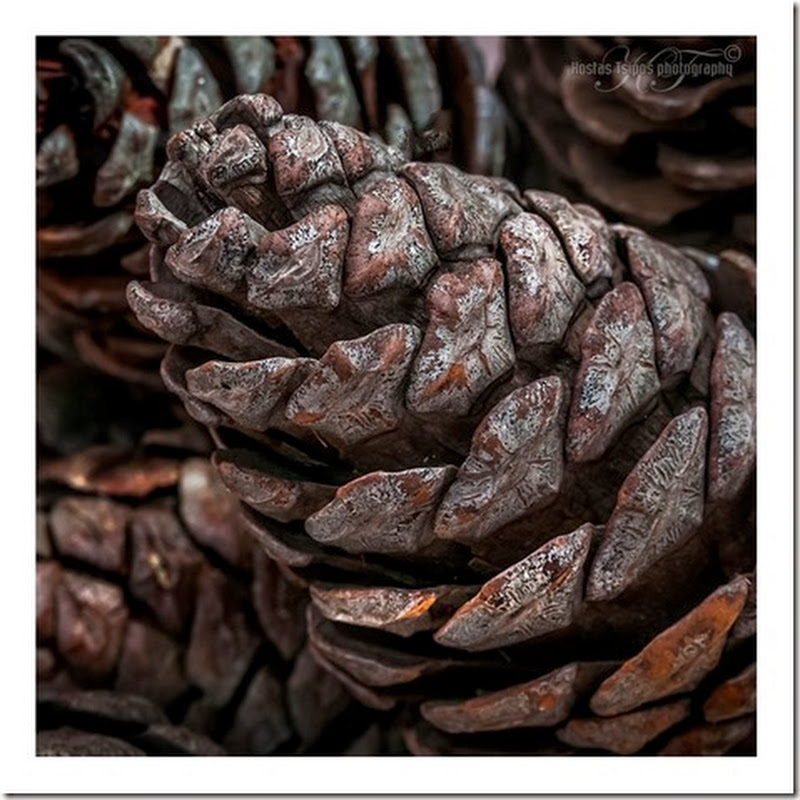 koukounari Means Pine cone in Greek ( 365 project day 4)