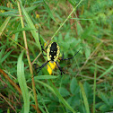 Garden Spider