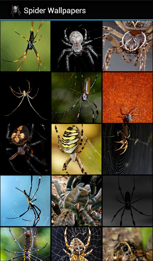 Spider Wallpapers