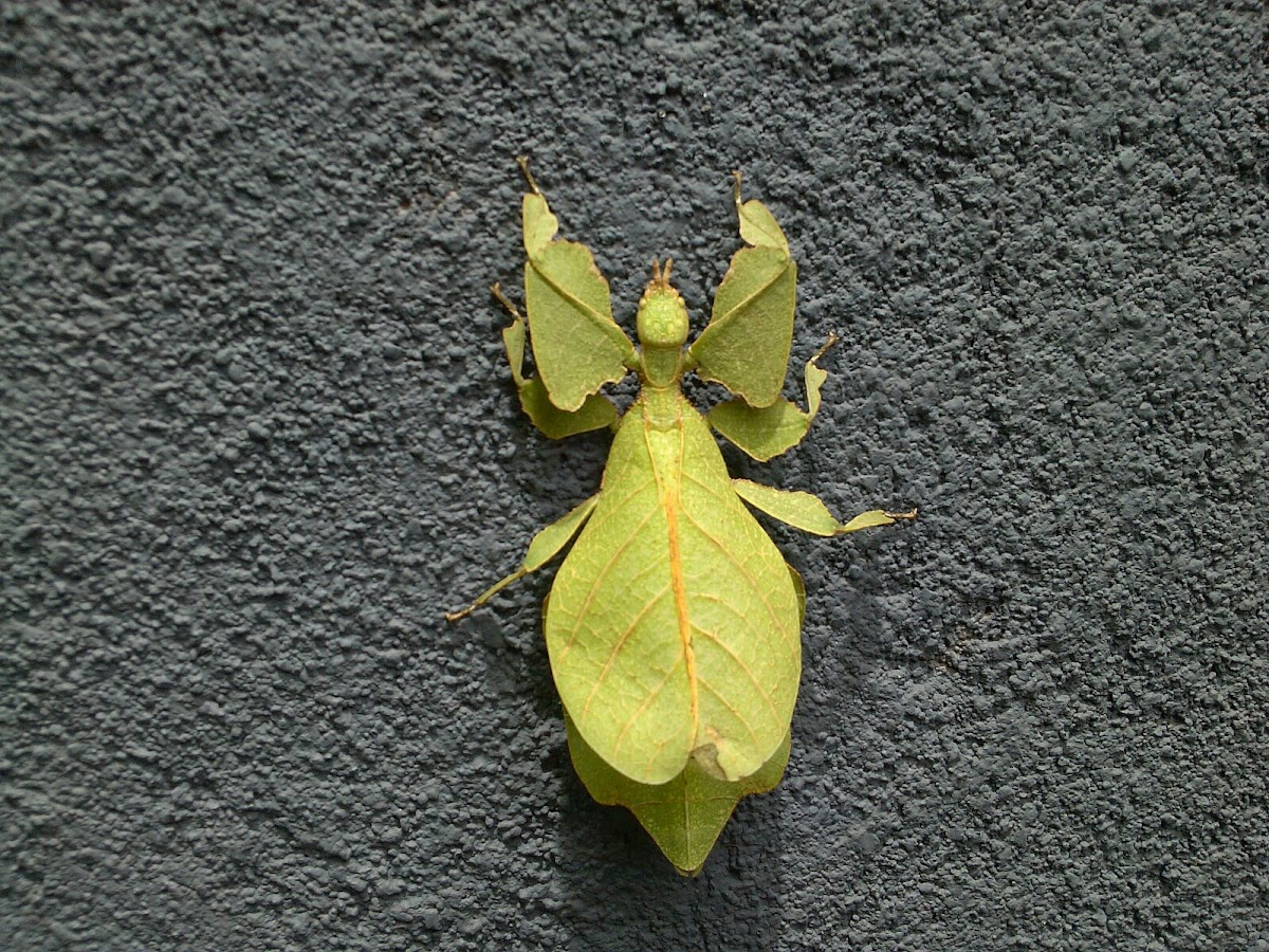 Gray's Leaf Insect