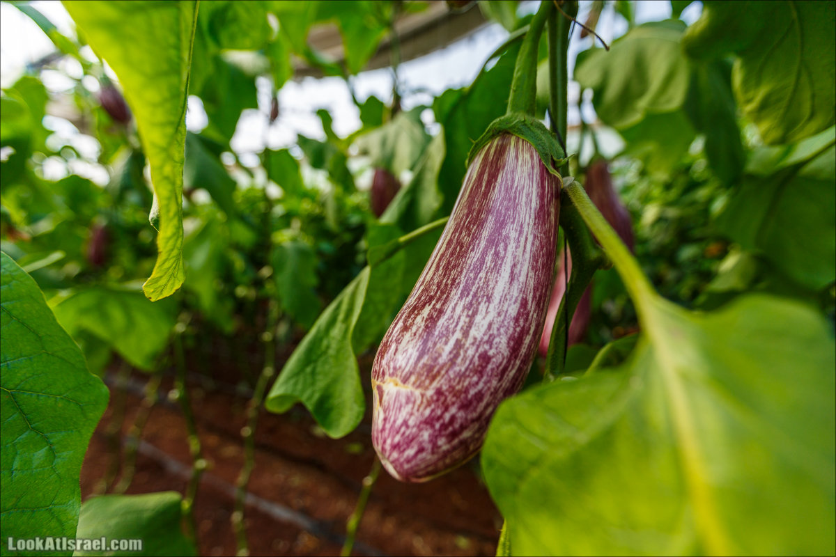 Сельскохозяйственная школа Хава бе-Эден | Hava be-Eden farm | LookAtIsrael.com - Фото путешествия по Израилю | חווה בעדן