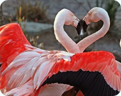 love-flamingo