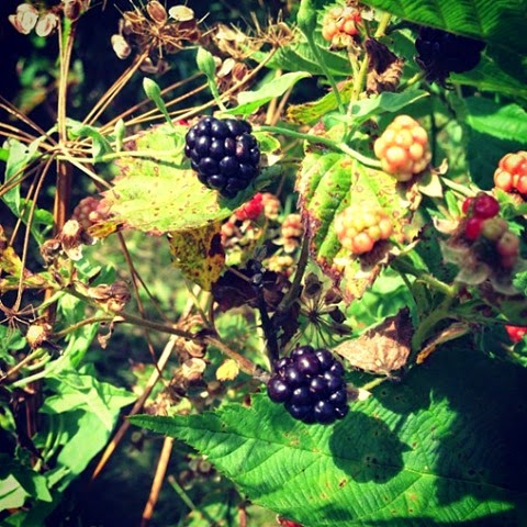 [wild-blackberries%255B3%255D.jpg]