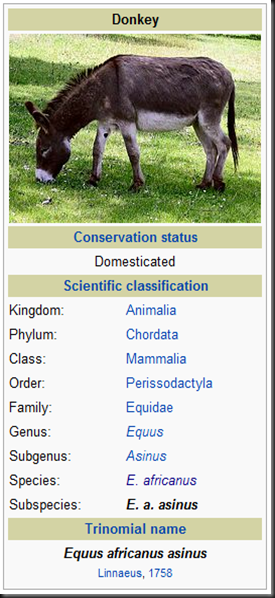 Another Name For A Donkey Another Name For A Donkey