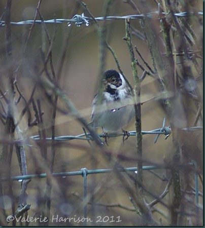 44-reed-bunting