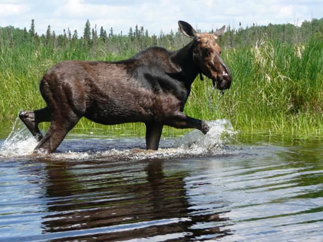 Minnesota will have a limited moose hunt this fall, officials announced today, 27 March 2012. Unlike the cow pictured here, the DNR tribes currently allow only bulls to be killed by hunters. Photo: Minnesota DNR