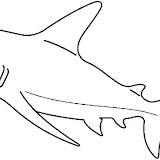 SHARK2_BW_thumb.jpg