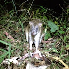 Long nosed bandicoot