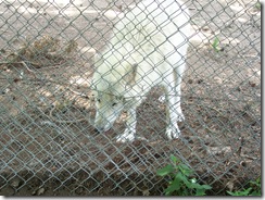 2012.06.02-025 loup blanc