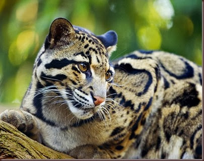 Amazing Animal Pictures Clouded Leopard (3)