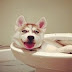 Guilty Dogs - Super Funny Compilation